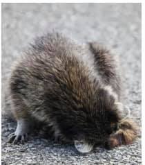 Friends of Texas Wildlife report of area sick Racoons