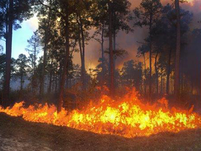Prescribed burning to continue at W. Goodrich Jones State Forest