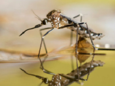 MCAS urges pet owners to protect pets from mosquito-borne heartworm disease
