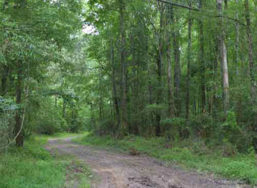 Spring is here and so is the pollen, but there are natural solutions for allergy relief