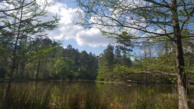 Senate bill dies: What will happen to Jones Forest?