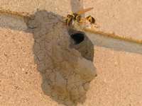 Wasps and Hornets