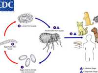 Fleas in the winter
