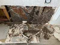 Looking for termites