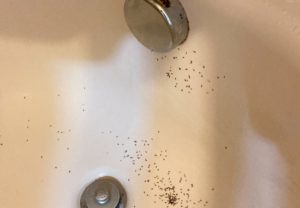 Drain flies