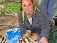 Big Cat Public Safety Act Passes in Senate and Moves to Biden