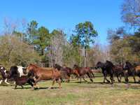 Henry’s Home Horse and Human Sanctuary seeks donations for silent auction event