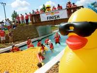 The Ducks Are Back And Ready To Race At The 16th Annual Duck Race